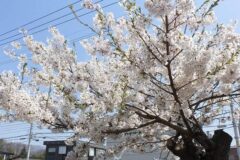 令和7年5月1日（木）今日から５月！