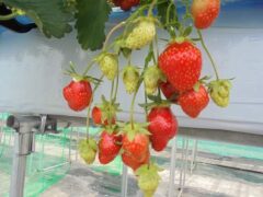 令和７年６月１３日（金）ひつじ組　いちご狩り
