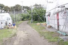 令和7年6月11日（水）きりん組のいちご狩り