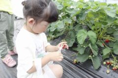 令和７年６月１７日（火）うさぎ組のいちご狩り